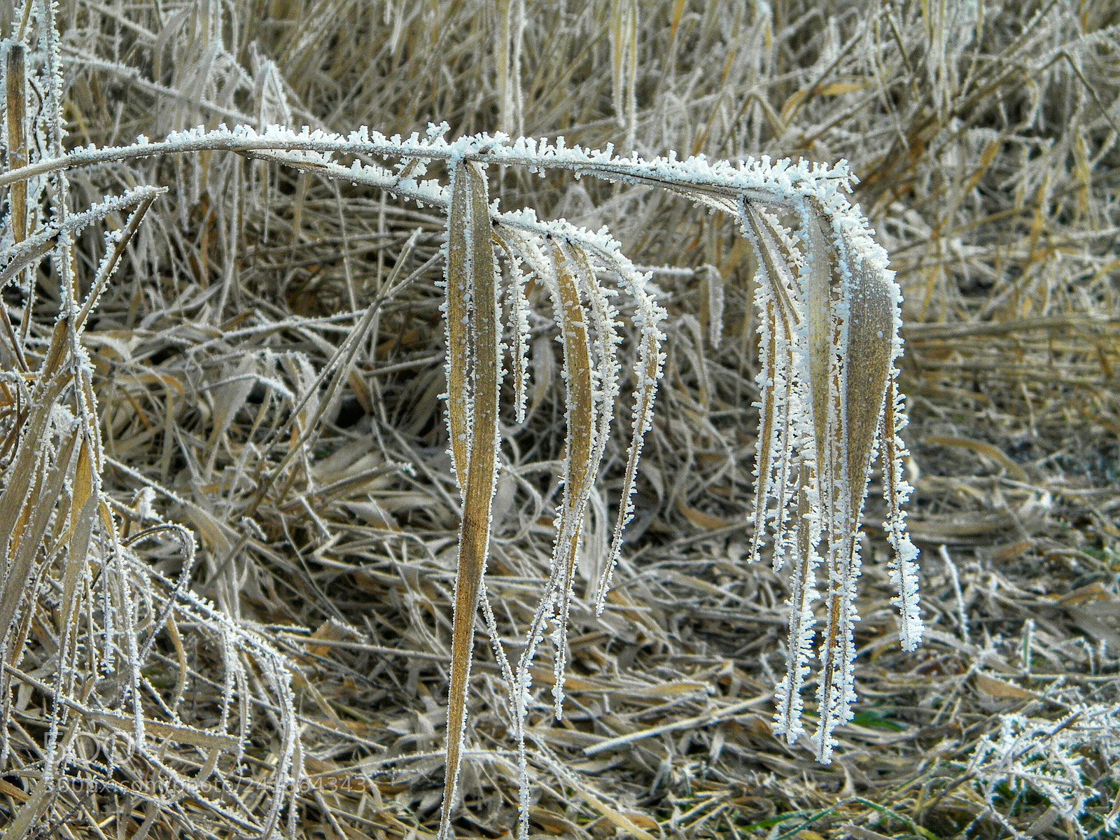 Nikon Coolpix L100 sample photo. Trawy2 photography