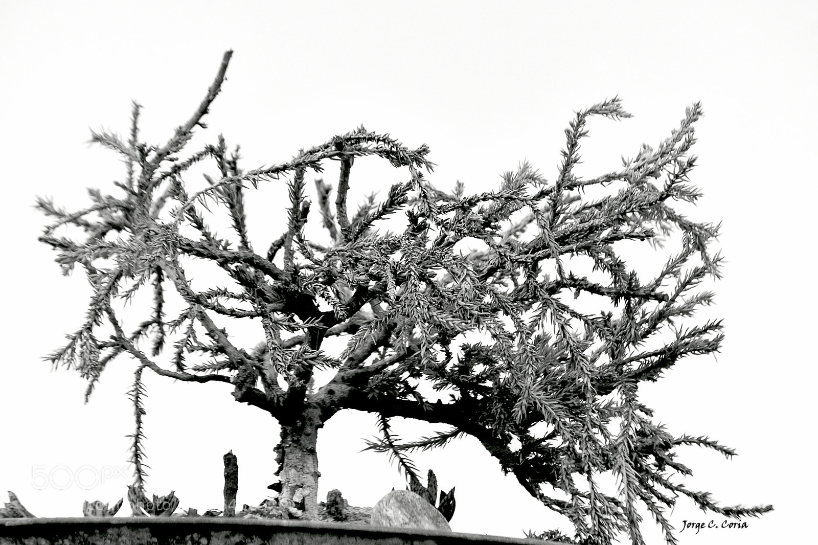 Nikon D3400 sample photo. Arbol bonsai photography