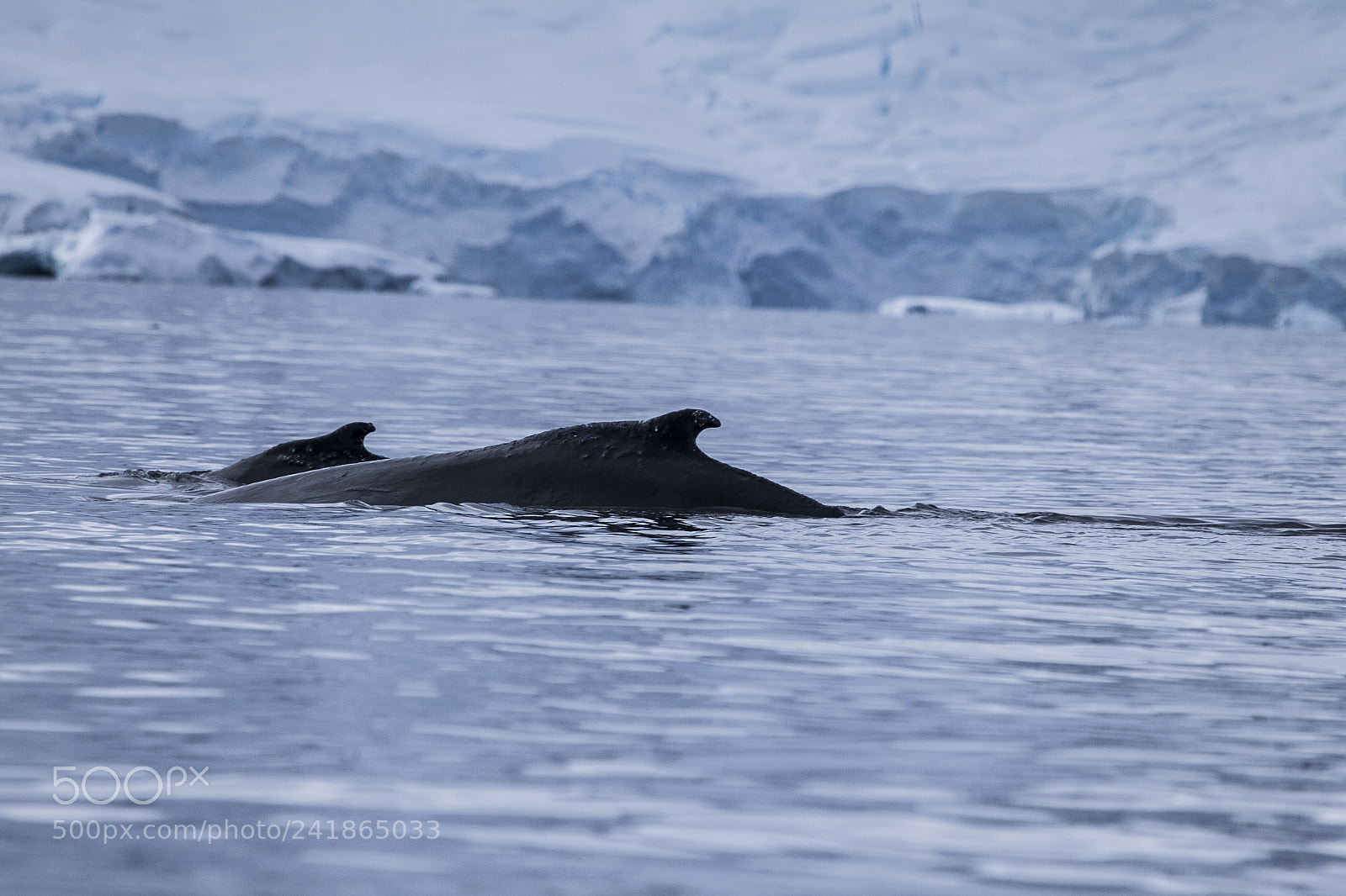 Canon EOS-1D Mark IV sample photo. Ballenas enantartida photography