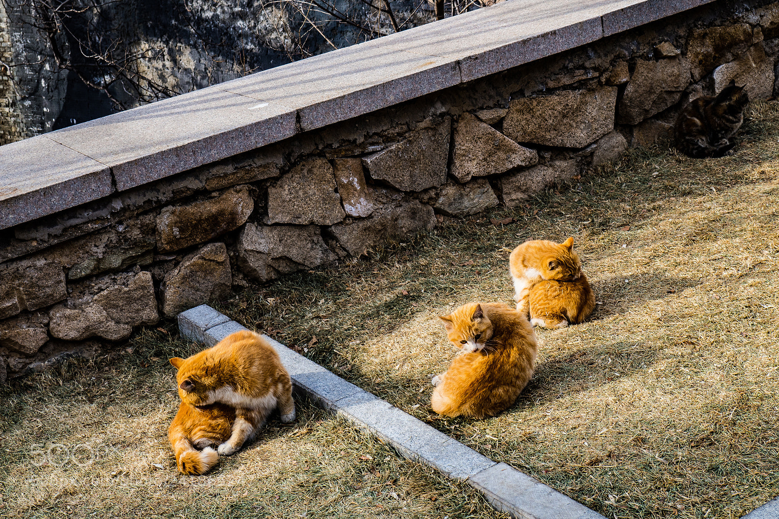 Olympus OM-D E-M10 sample photo. Last guardians of the photography