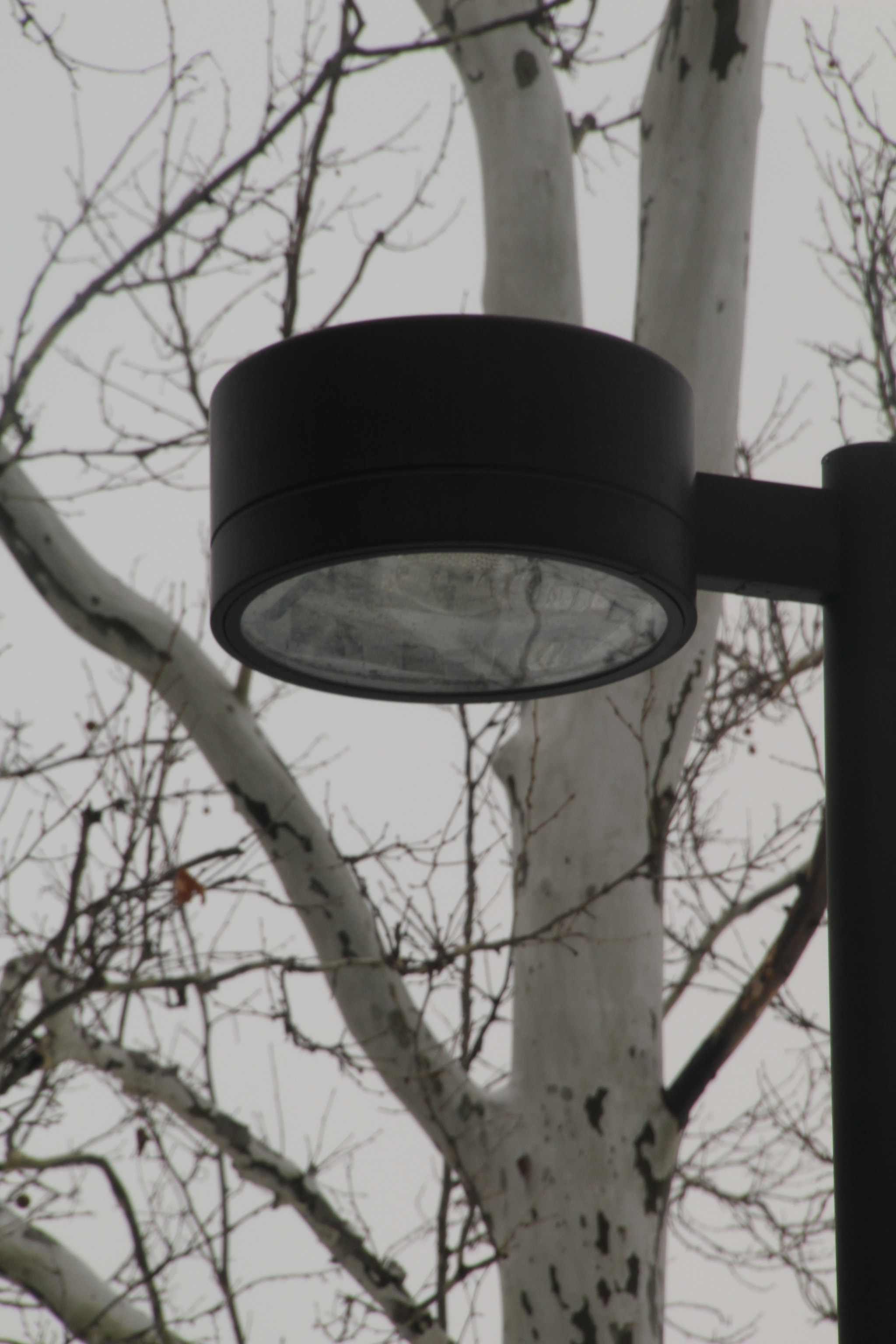 Canon EOS 1200D (EOS Rebel T5 / EOS Kiss X70 / EOS Hi) sample photo. Birch tree and street light under overcast. photography