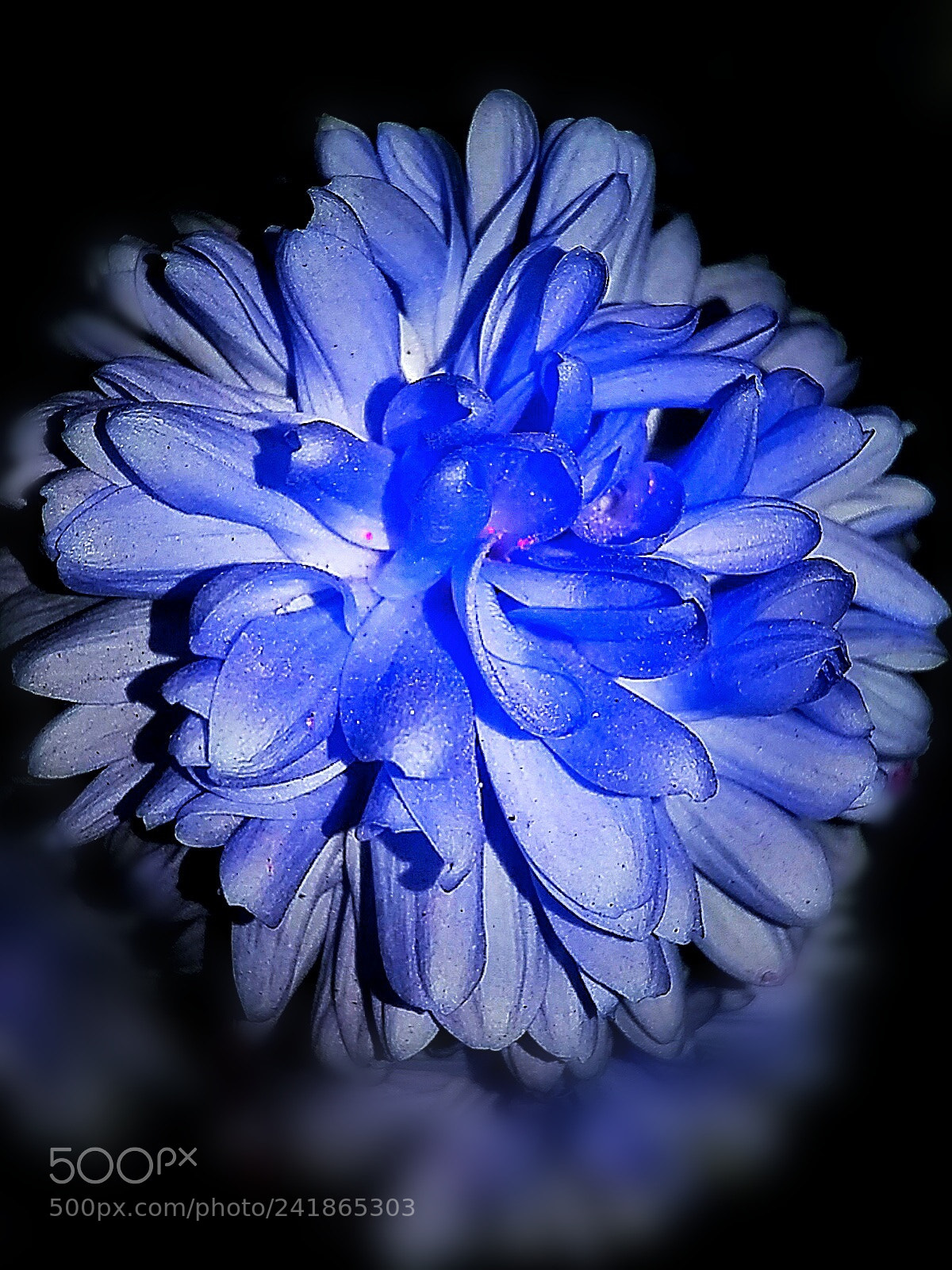 Samsung Galaxy A5 sample photo. Blue morning flower photography