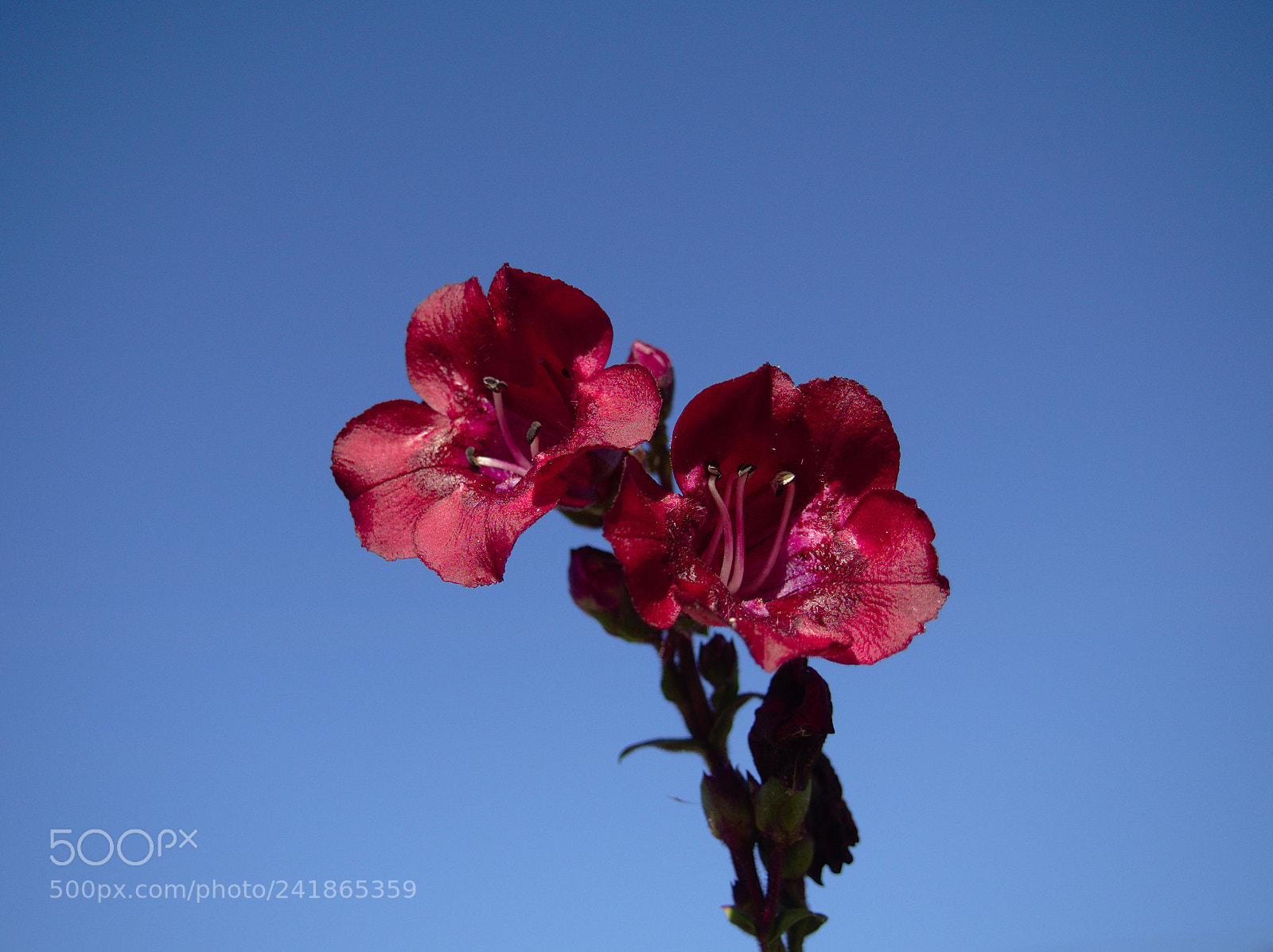 Olympus OM-D E-M10 II sample photo. In the sky photography