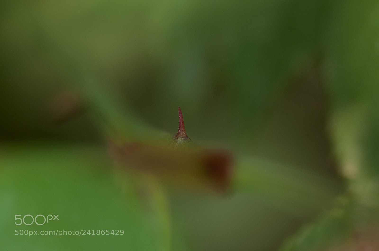 Nikon D90 sample photo. Thorns in your way photography