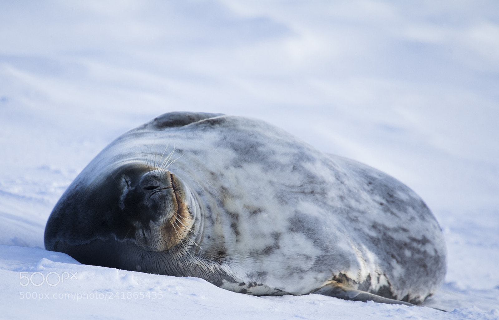 Canon EOS-1D Mark IV sample photo. Fauna antartica photography