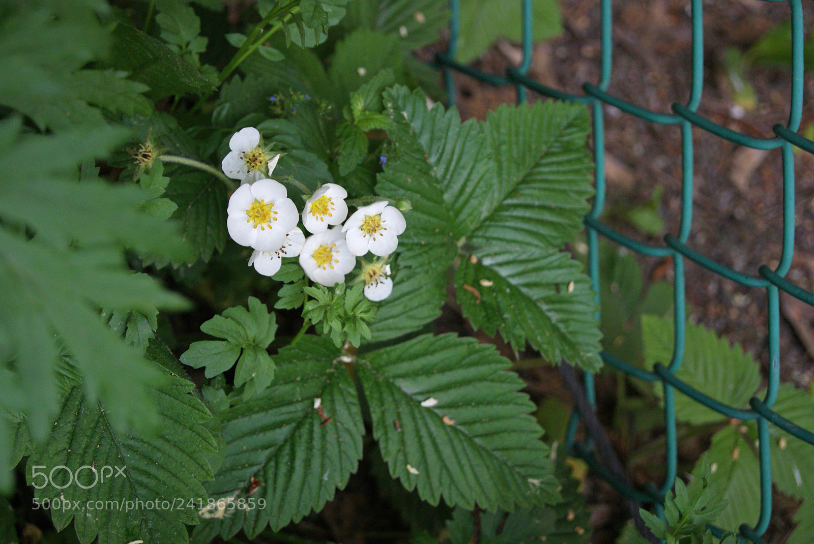 Sony Alpha DSLR-A230 sample photo. Wild strawberry flowers photography
