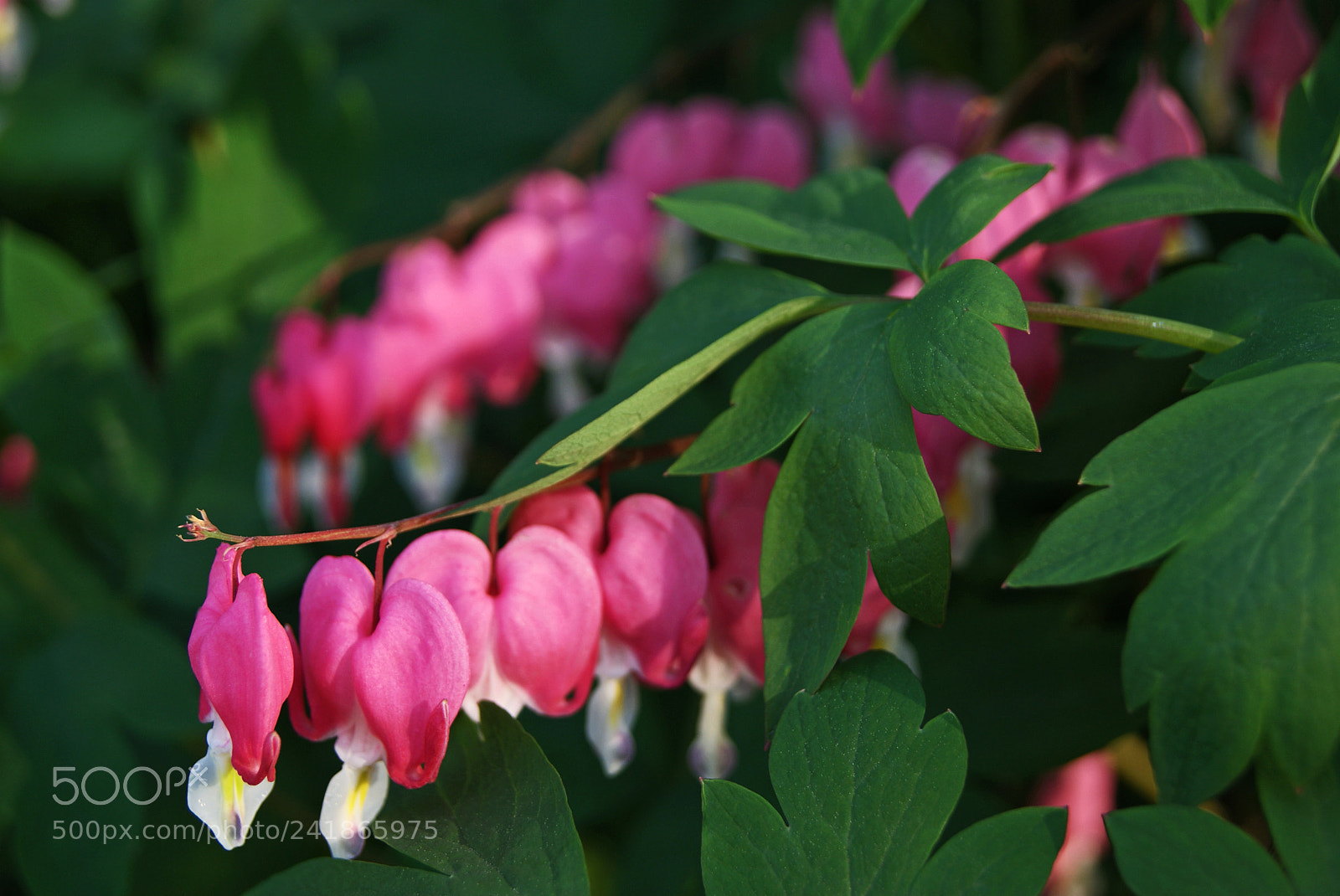 Sony Alpha DSLR-A230 sample photo. Broken hearts photography