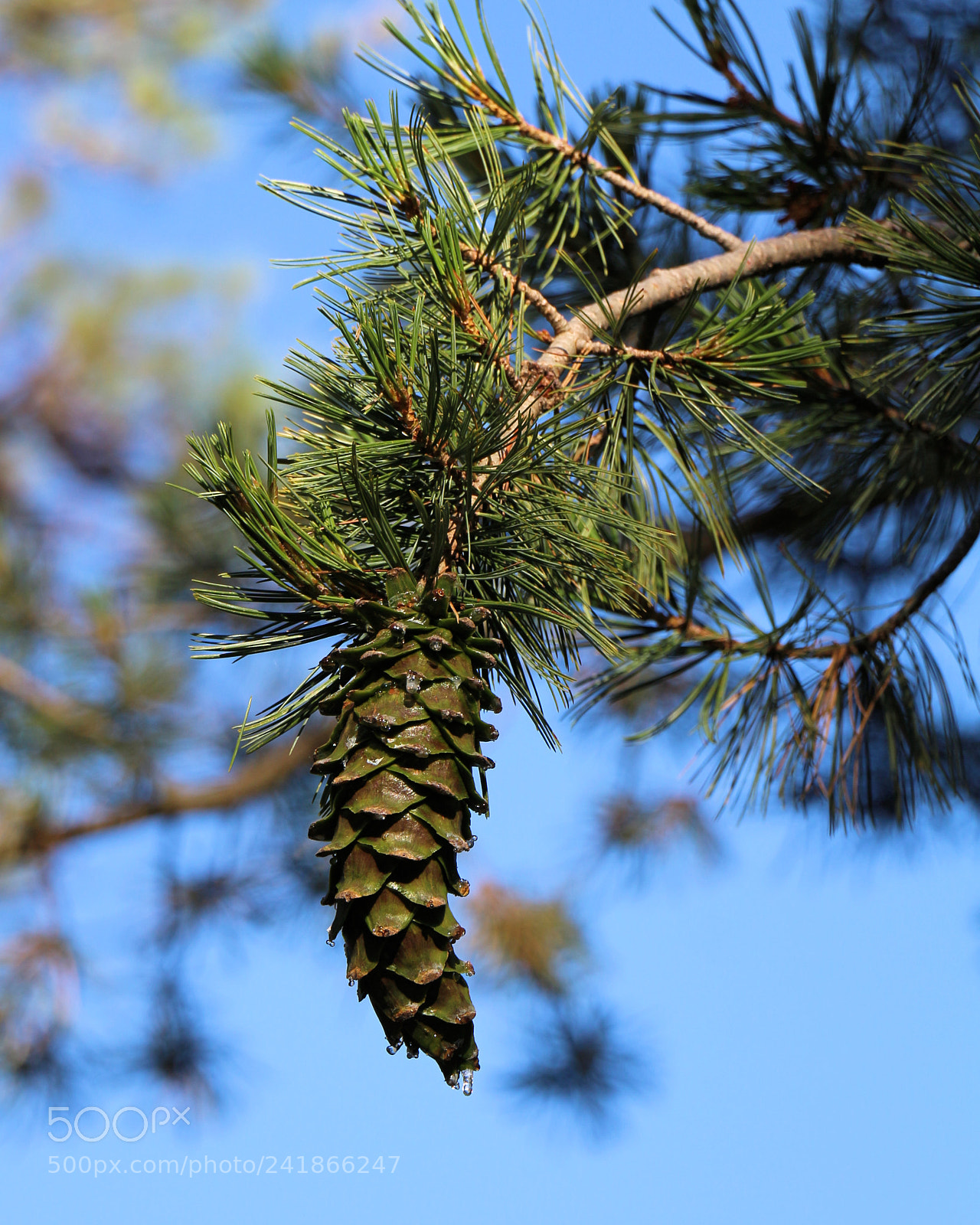Canon EOS 700D (EOS Rebel T5i / EOS Kiss X7i) sample photo. White pine cone drip photography