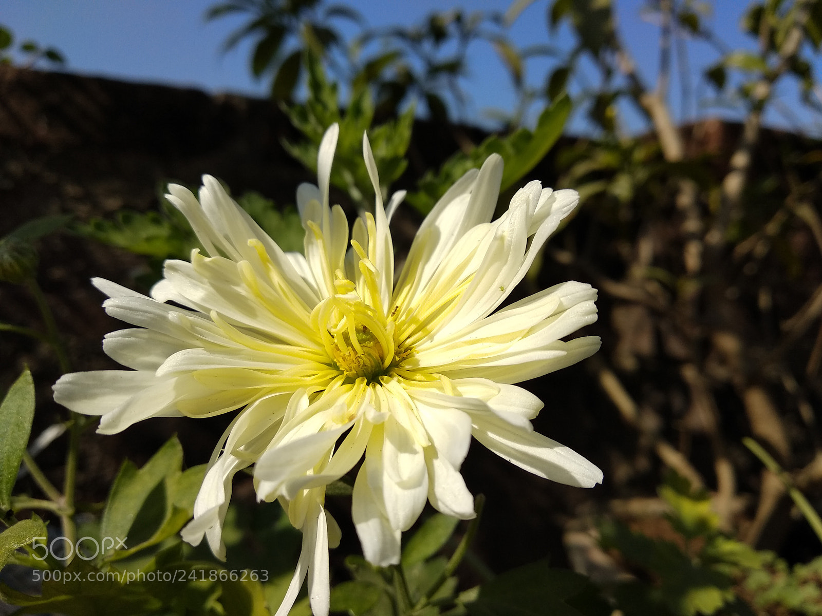 Xiaomi Mi A1 sample photo. White flower photography