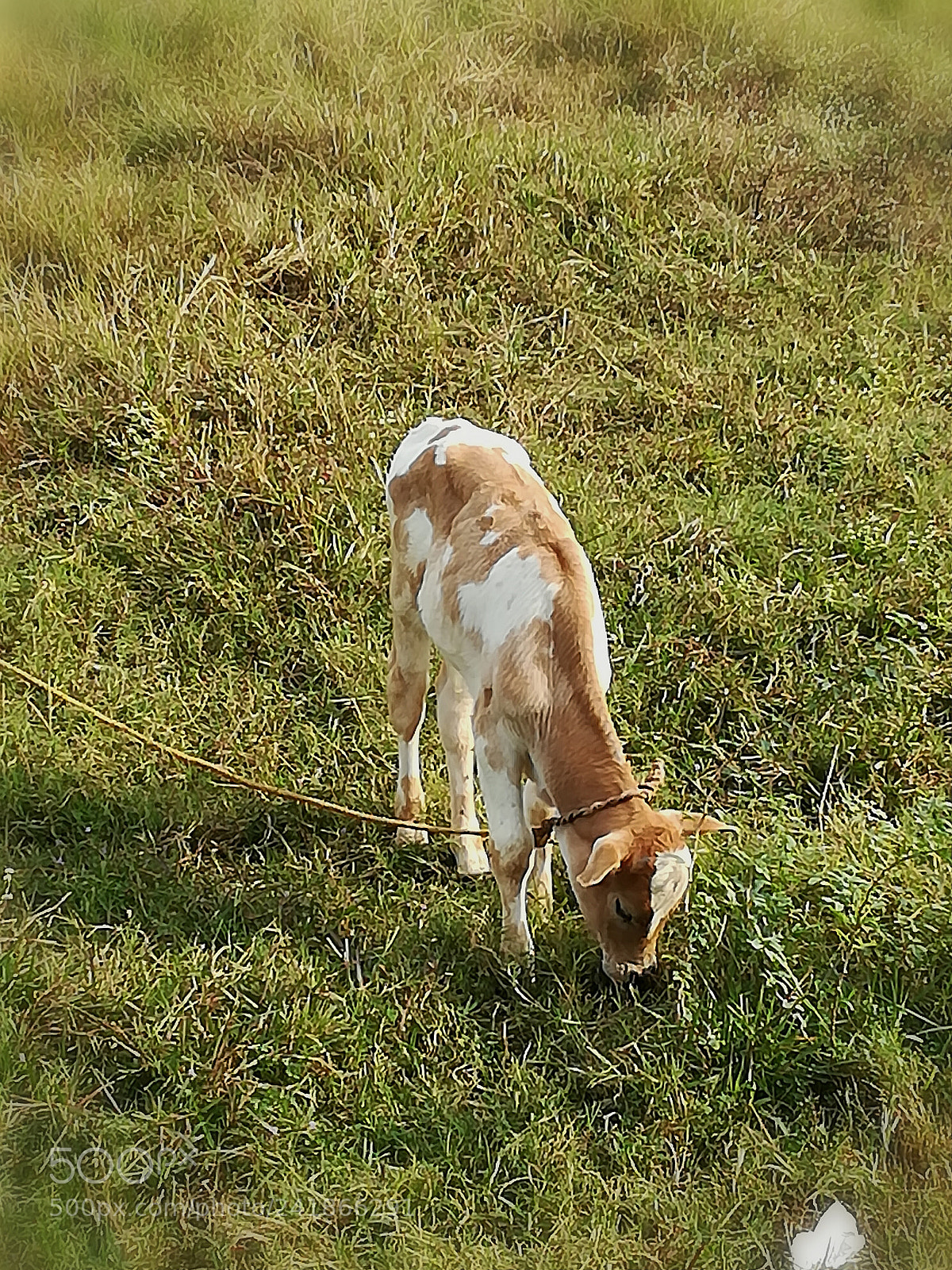 HUAWEI honor 6x sample photo. Untitled photography