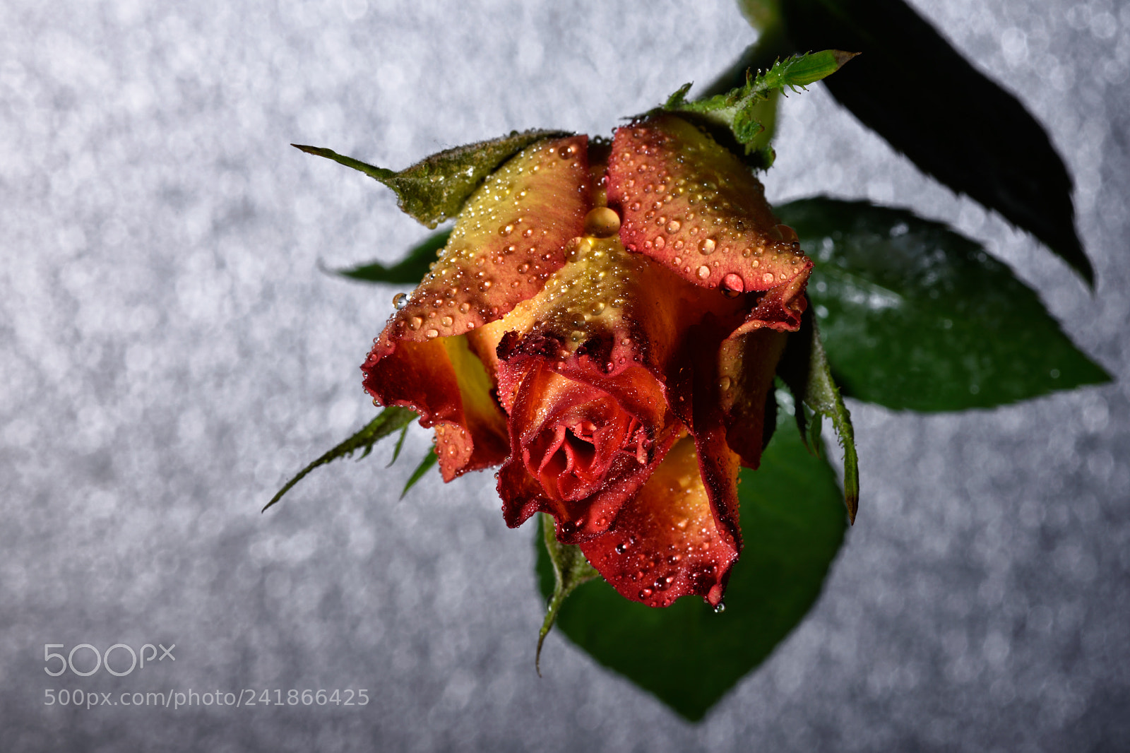 Nikon D810 sample photo. Lovely still life cxxxi photography