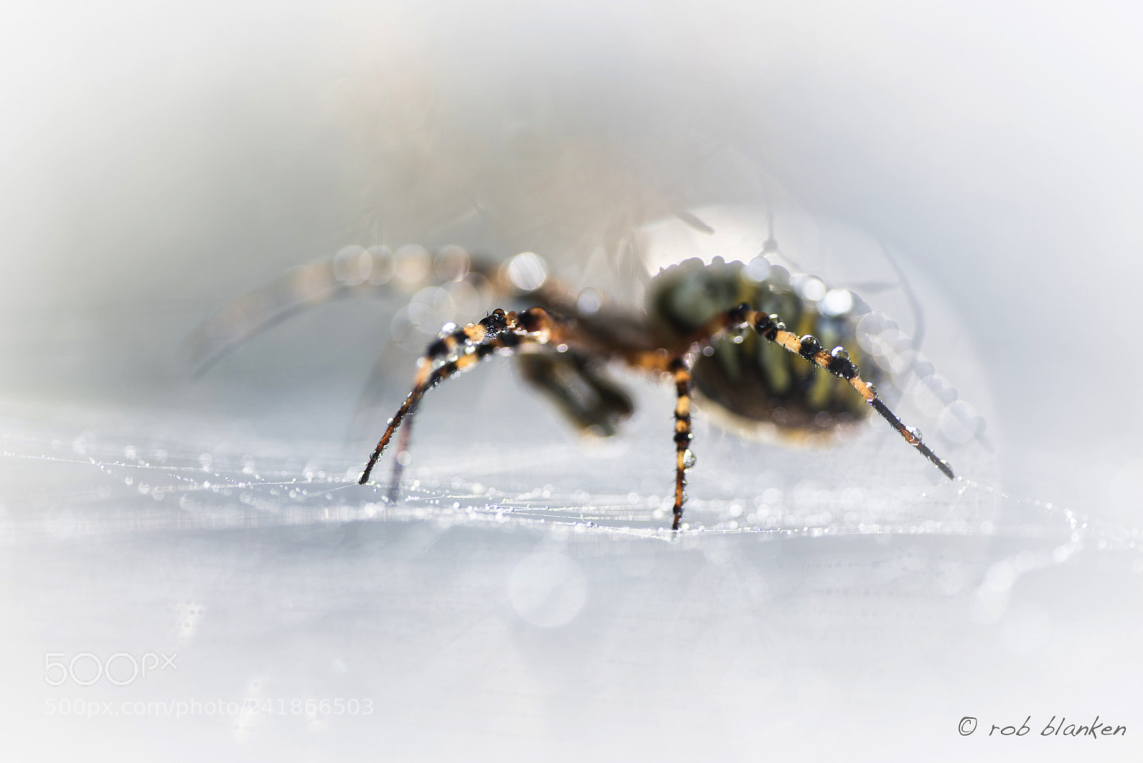 Nikon D810 sample photo. Imp photography