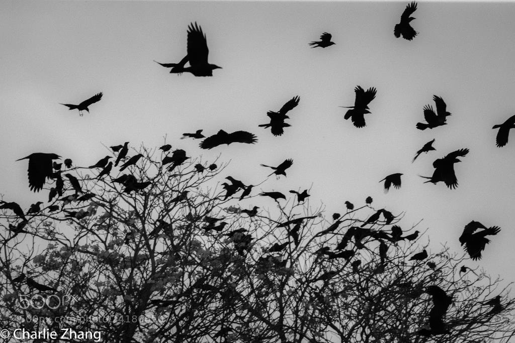 Canon EOS-1D X sample photo. Untitled photography