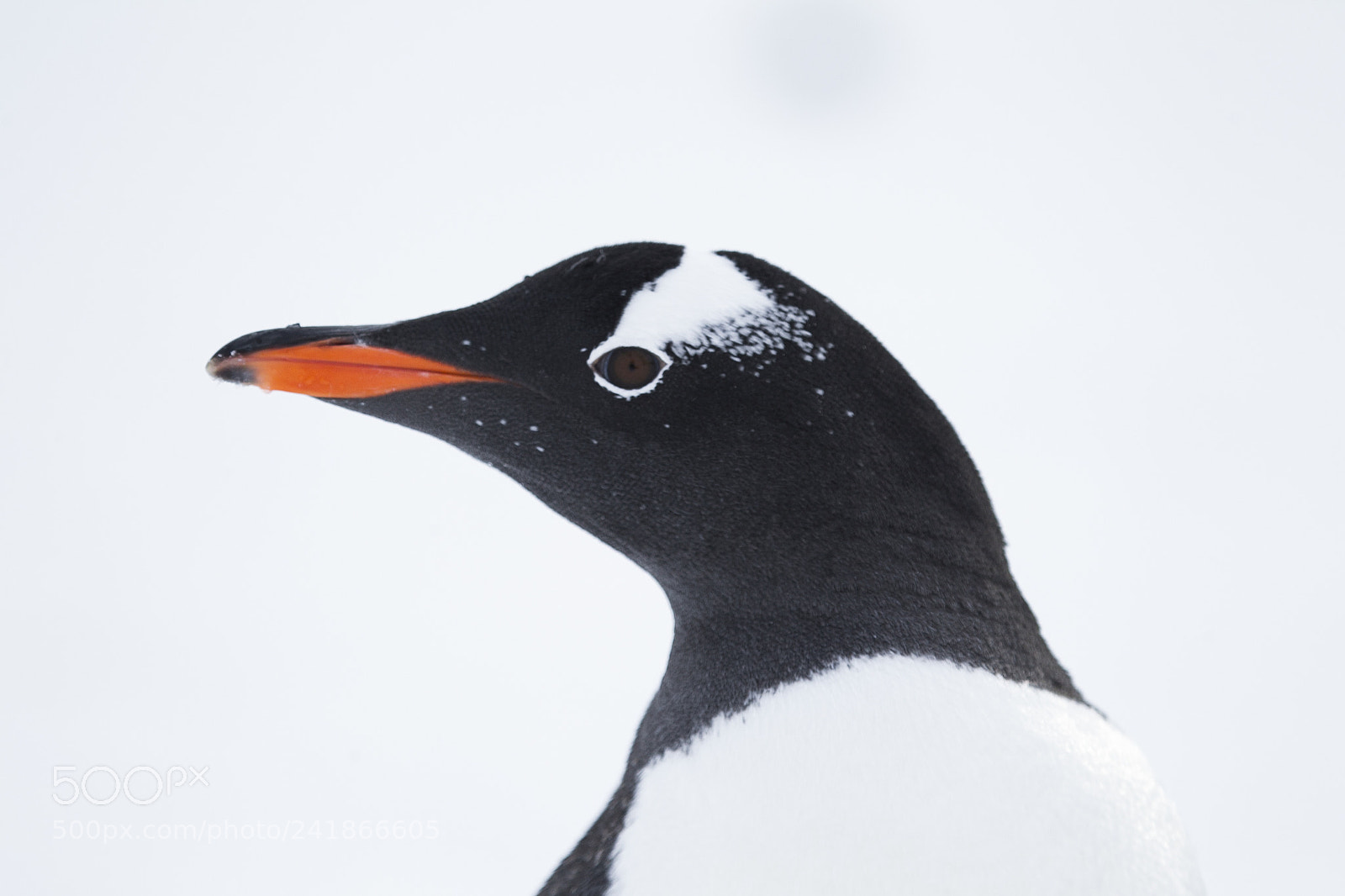 Canon EOS-1D Mark IV sample photo. Pinguino papua photography