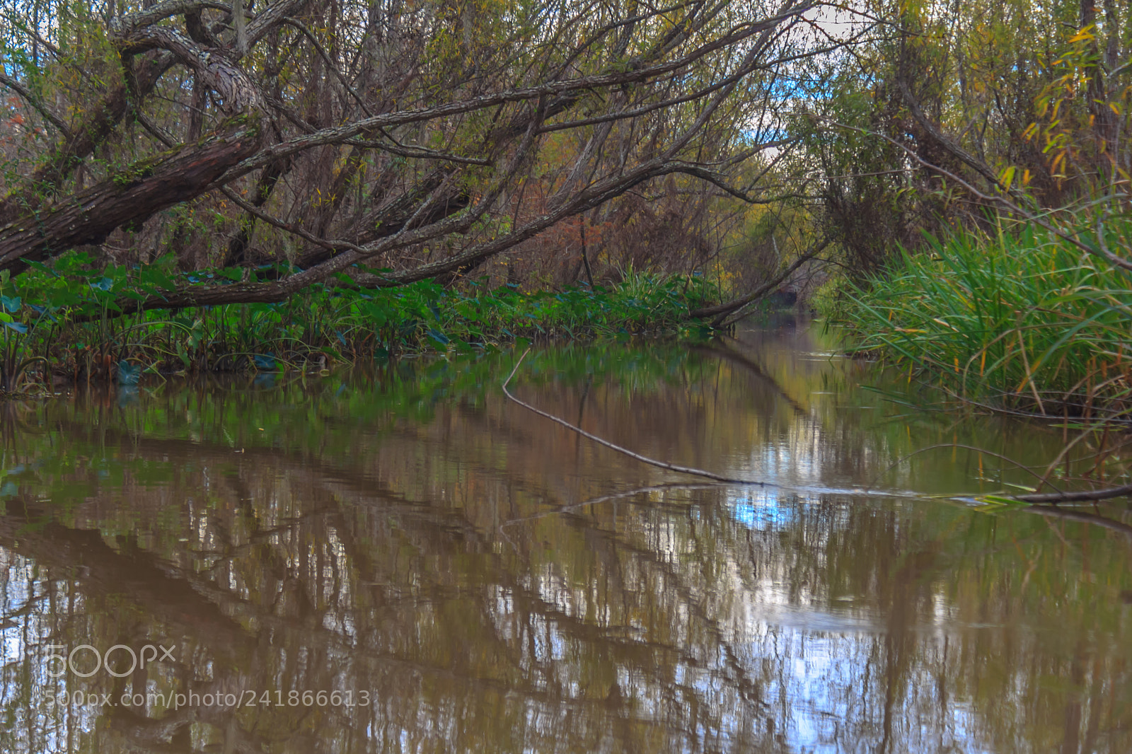 Canon EOS 60D sample photo. Swamp postcard photography