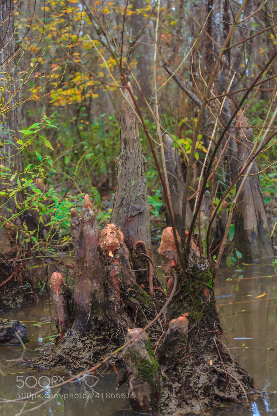 Canon EOS 60D sample photo. Swamp roots photography