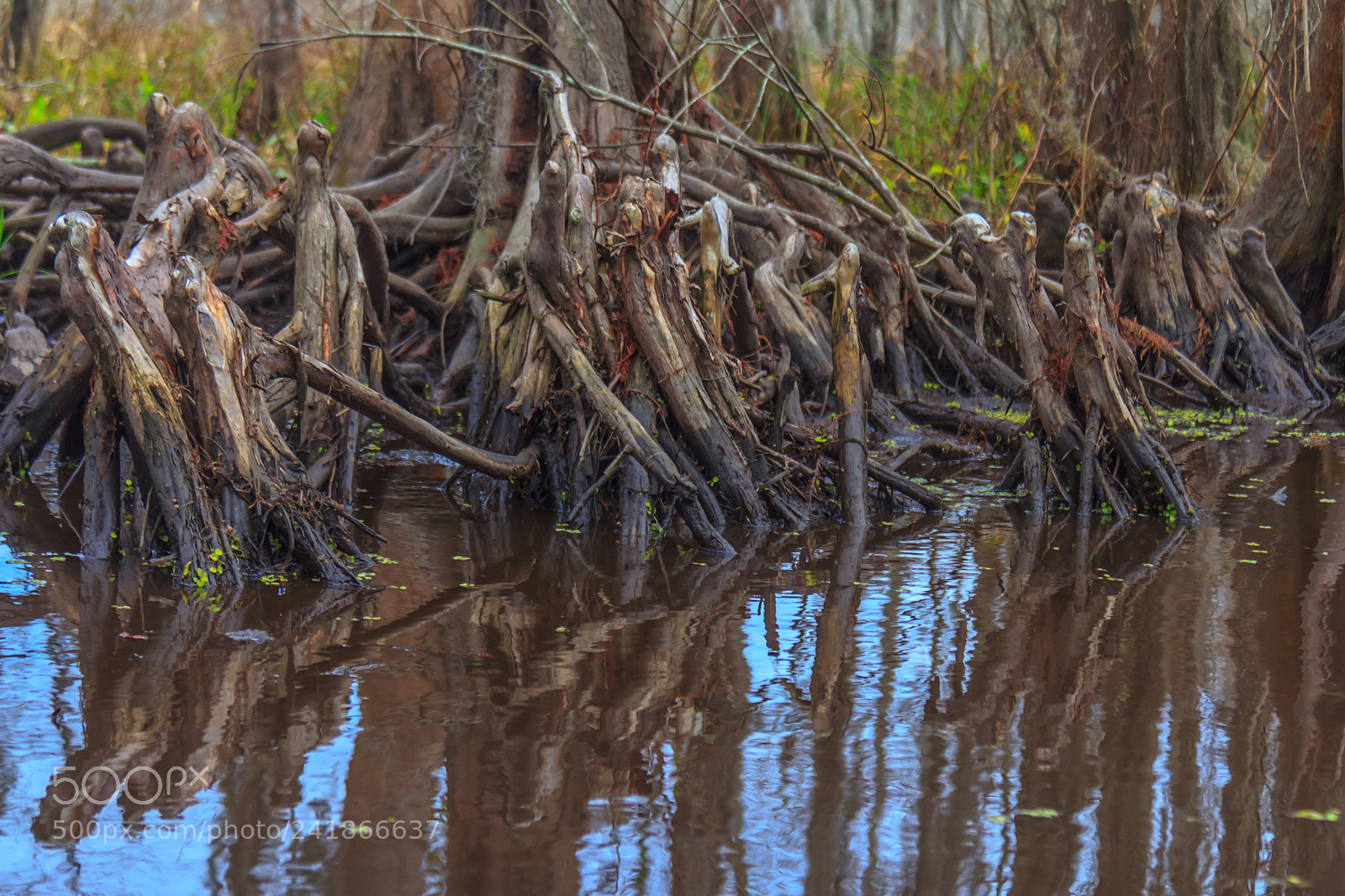 Canon EOS 60D sample photo. Finger roots photography