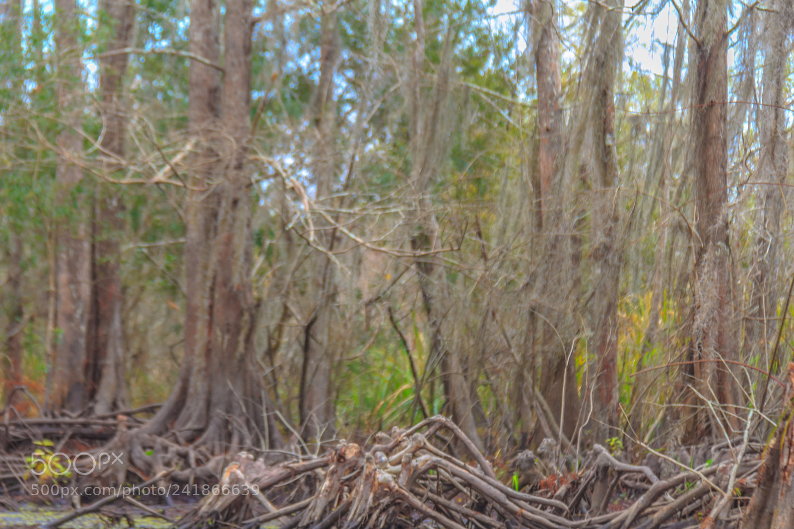 Canon EOS 60D sample photo. Comin' to getcha photography