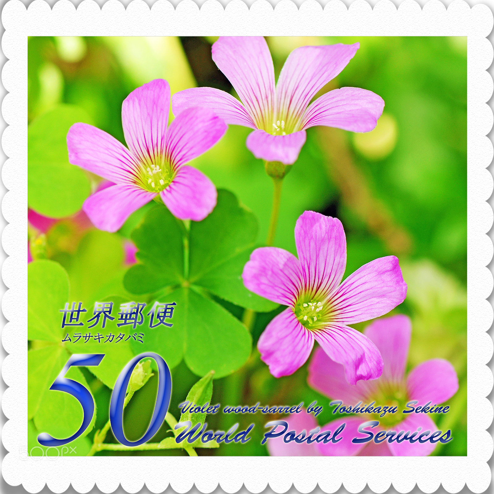 Nikon D800 sample photo. Violet wood-sarrel photography