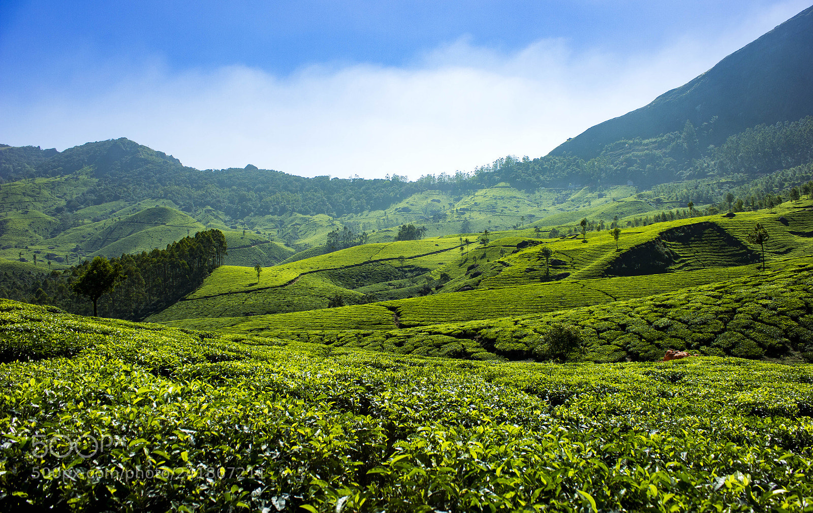 Canon EOS 550D (EOS Rebel T2i / EOS Kiss X4) sample photo. The tea gardens of photography