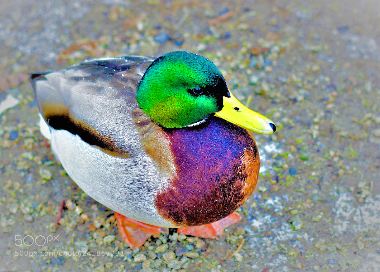 Canon EOS 60D sample photo. Duck -- 野鸭 photography