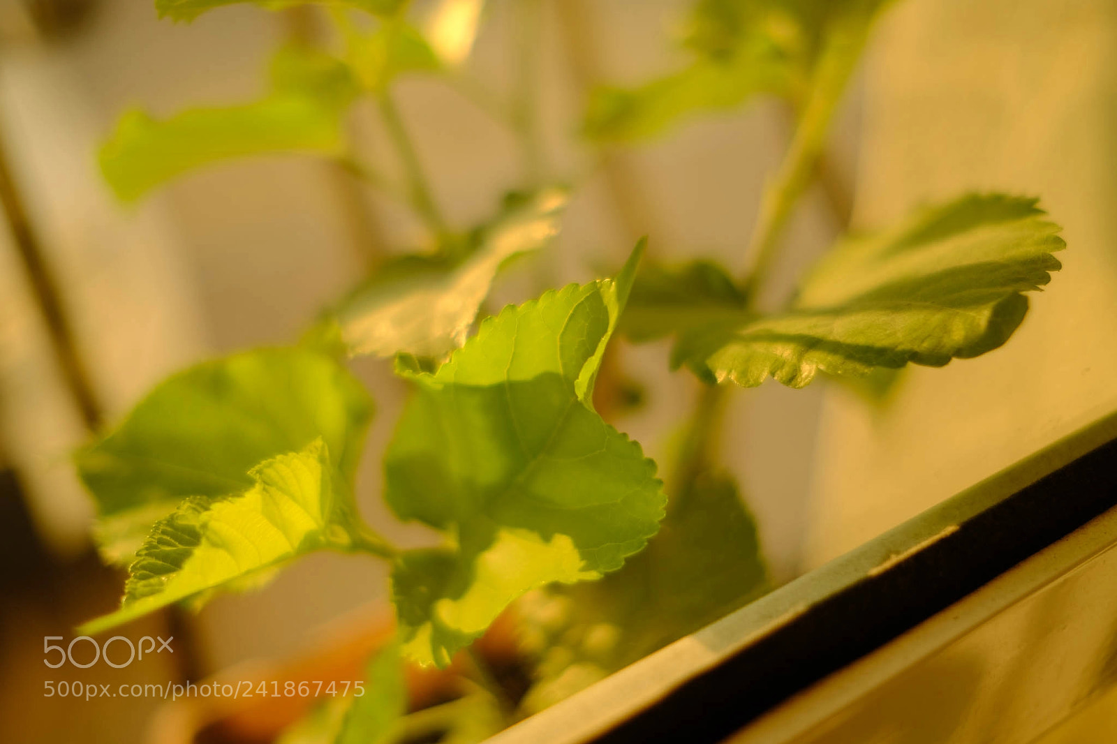 Fujifilm X-Pro2 sample photo. Growing photography