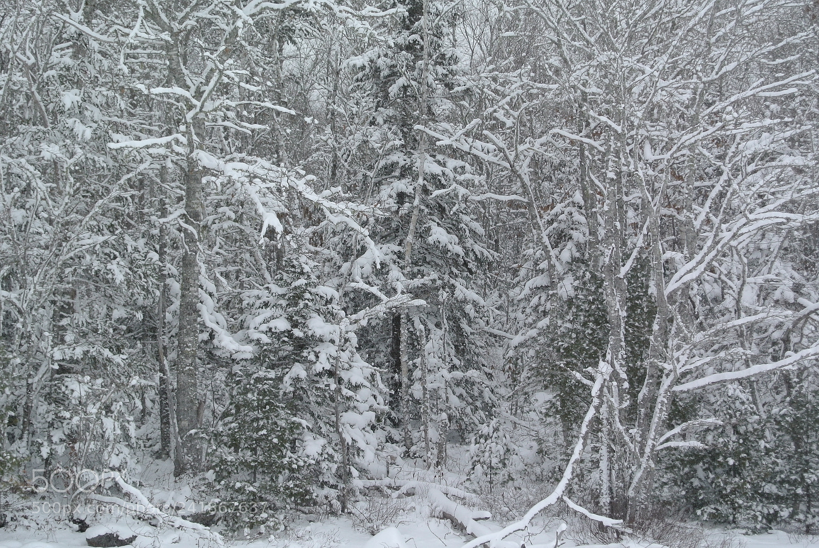 Nikon 1 V1 sample photo. Snow forest photography