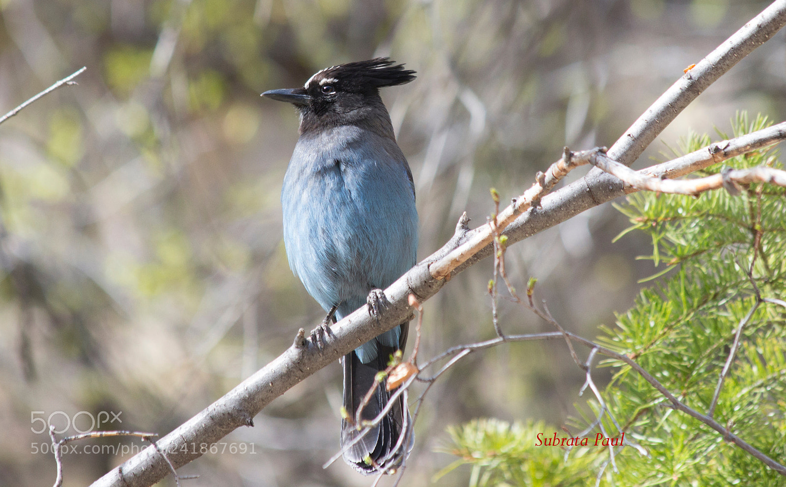 Canon EOS 600D (Rebel EOS T3i / EOS Kiss X5) sample photo. Blue angry bird photography