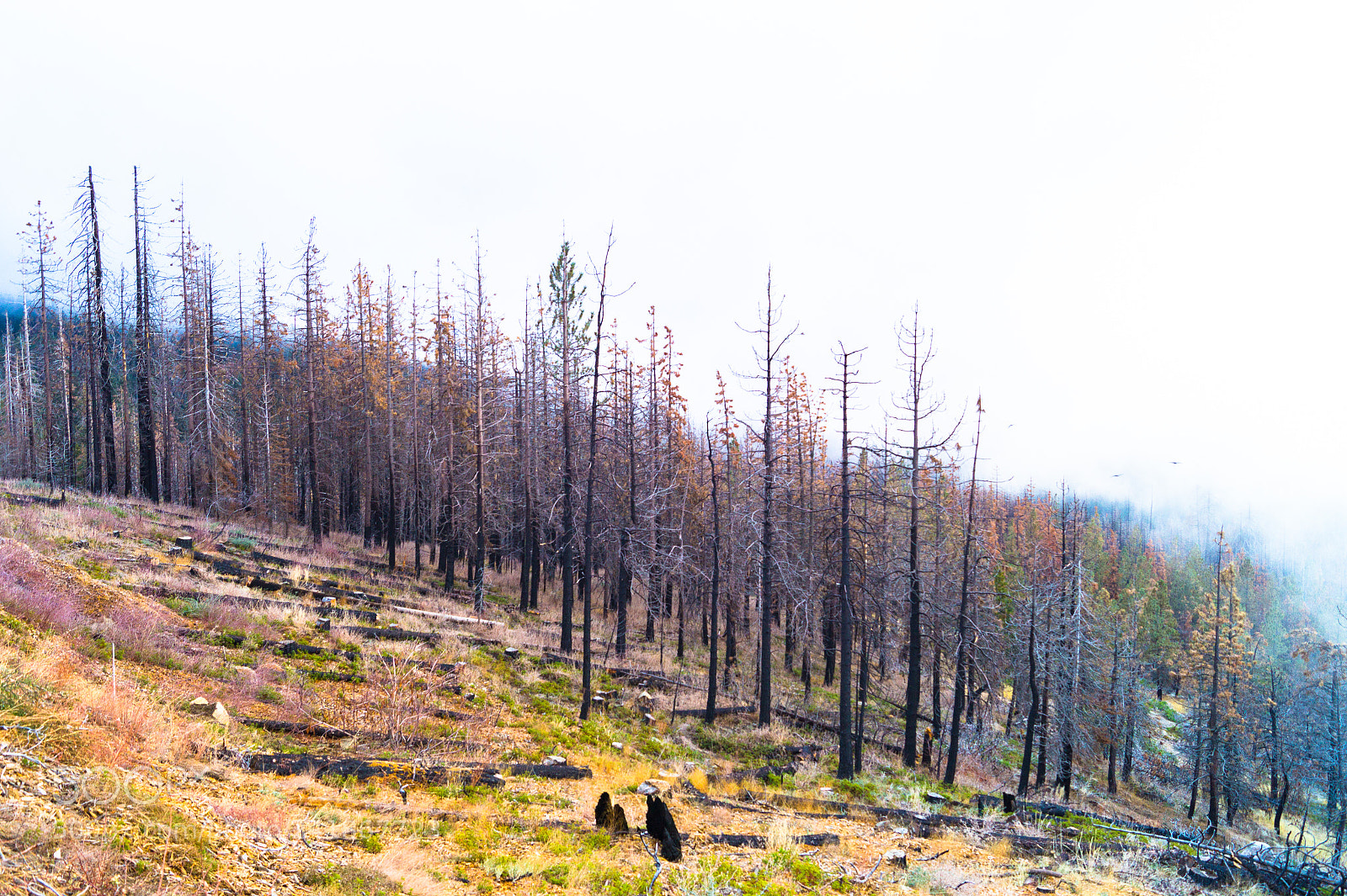 Sony SLT-A58 sample photo. Burnt forest - sequoia photography