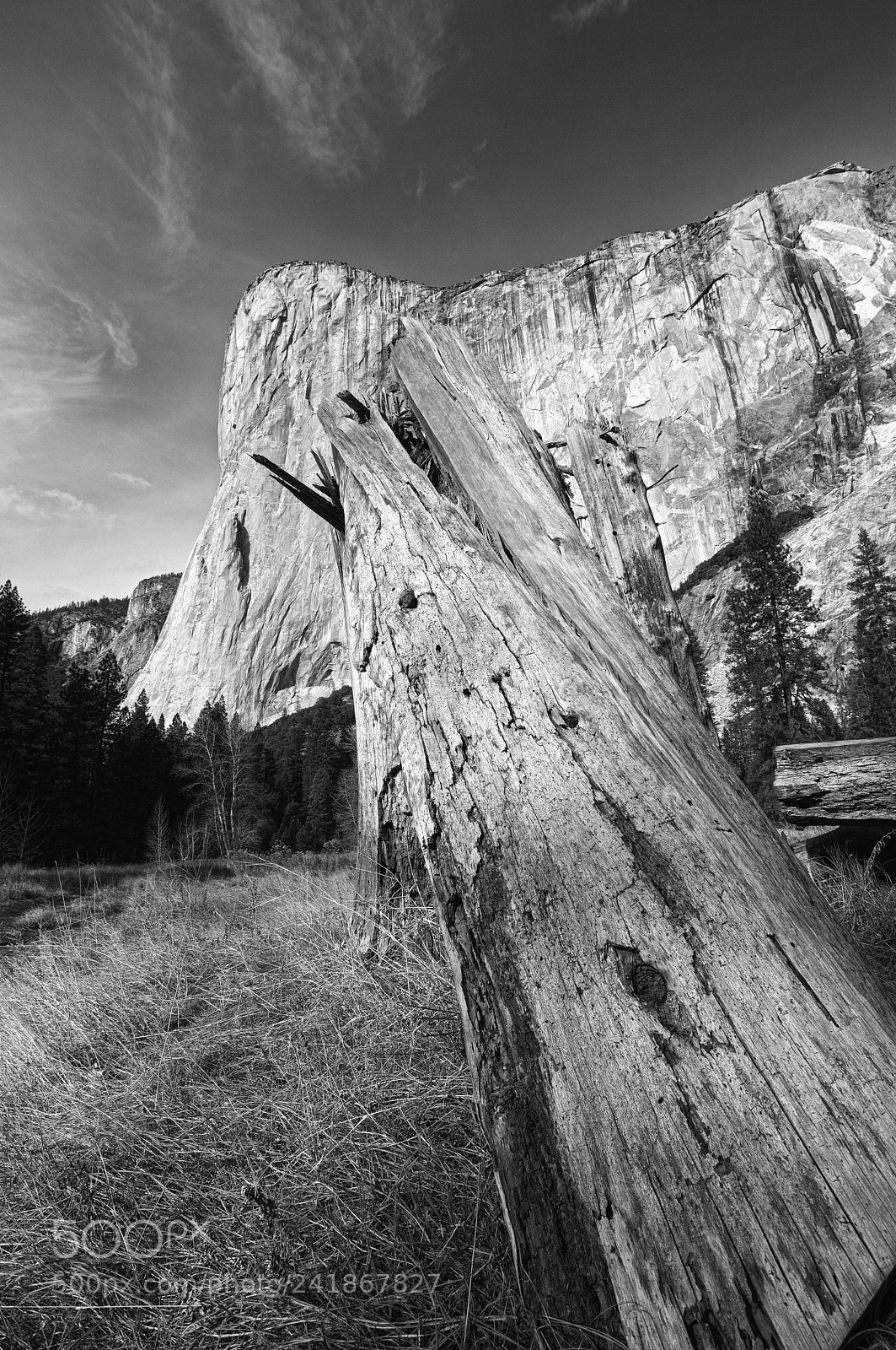 Nikon D500 sample photo. Dead tree blending in photography