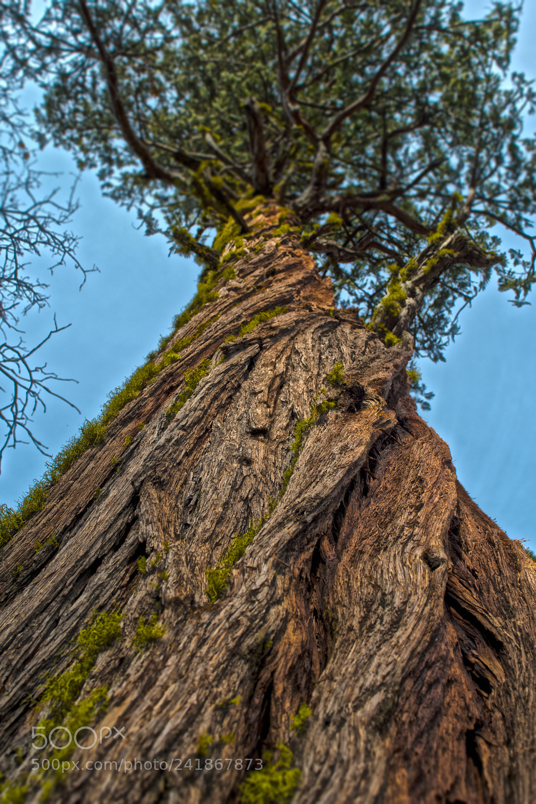 Nikon D500 sample photo. Spiraling pine photography