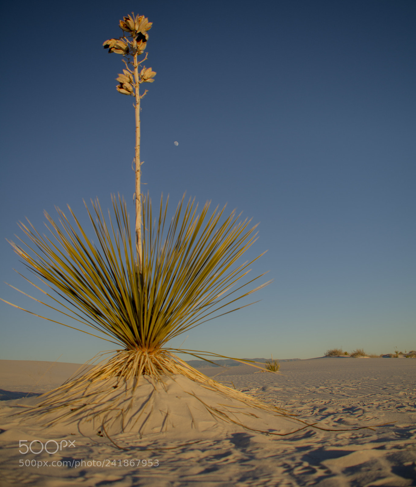 Nikon D7100 sample photo. White sands photography