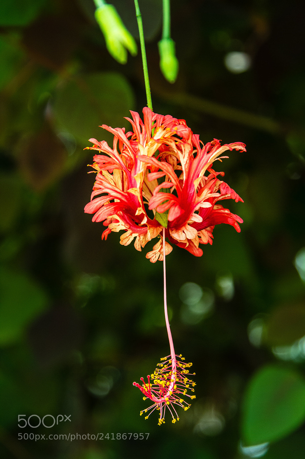 Canon EOS 60D sample photo. Hibiscus schizopetalus photography