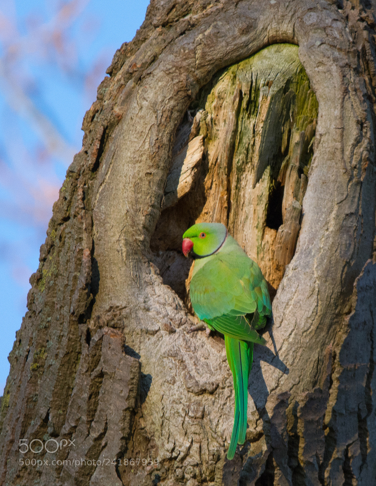 Nikon D7100 sample photo. Banded parakeet hide out photography