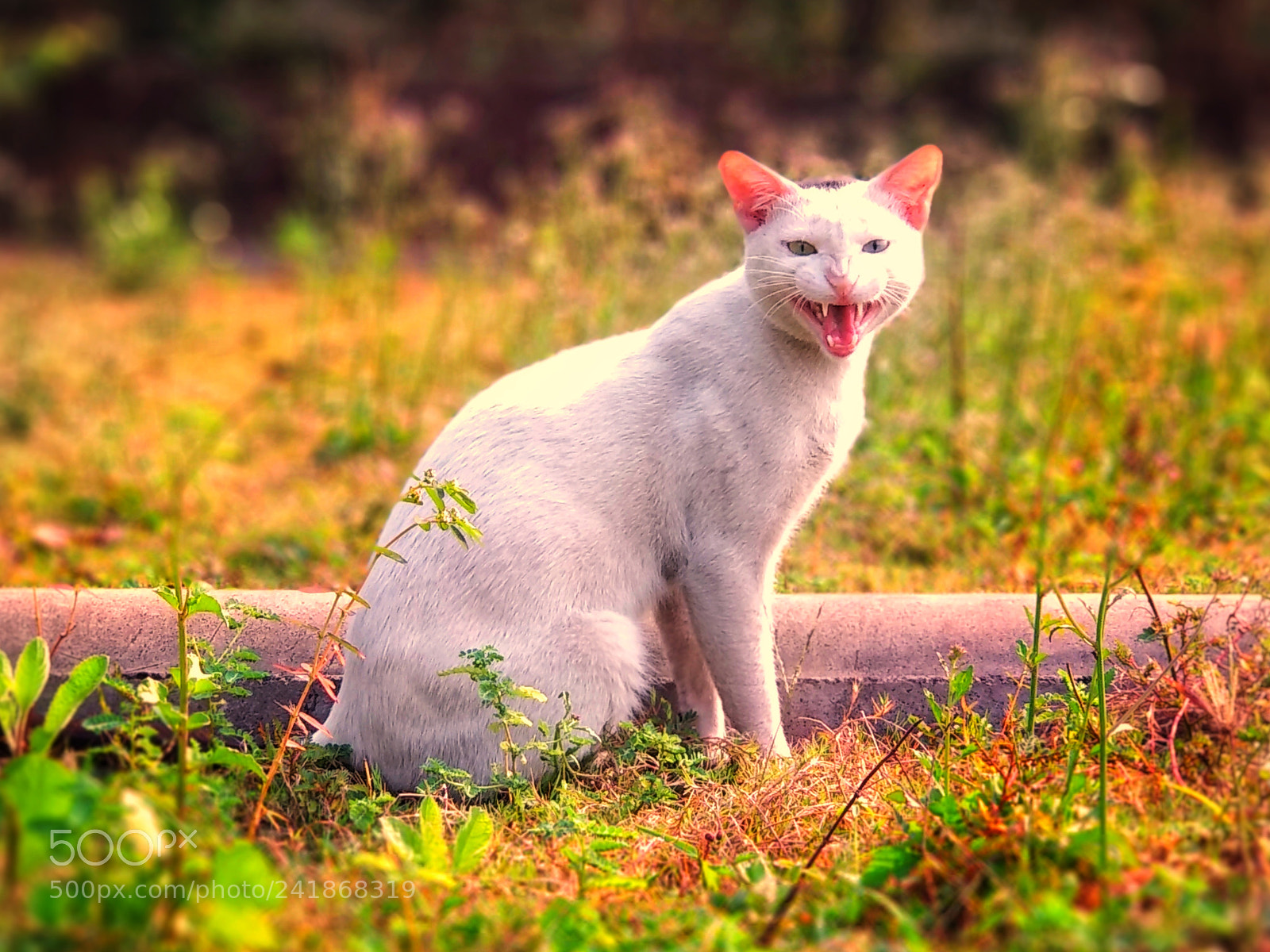 Xiaomi Mi A1 sample photo. Calm down pussycat photography