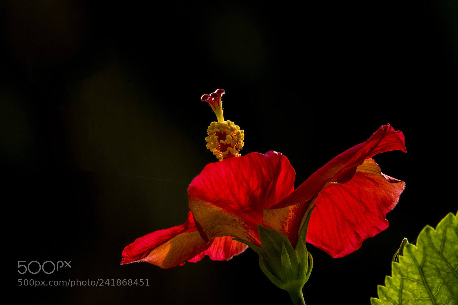 Nikon D7100 sample photo. Hibiscus flower photography
