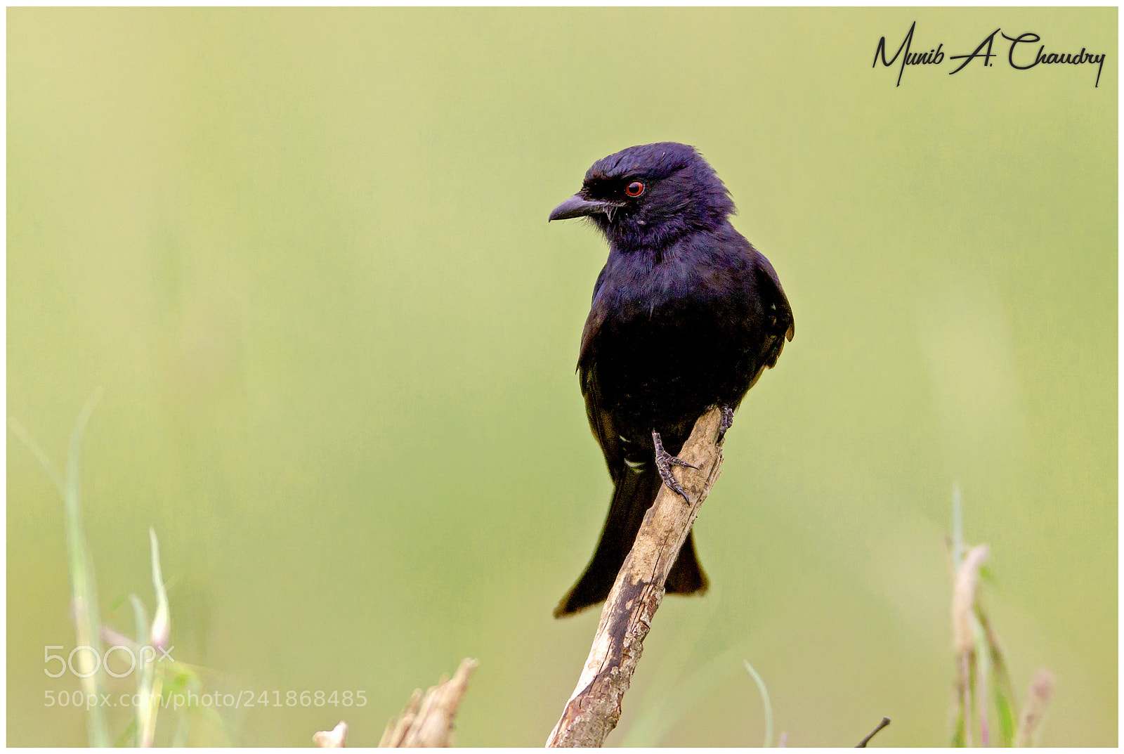 Canon EOS-1D Mark IV sample photo. The red-eyed drongo! photography