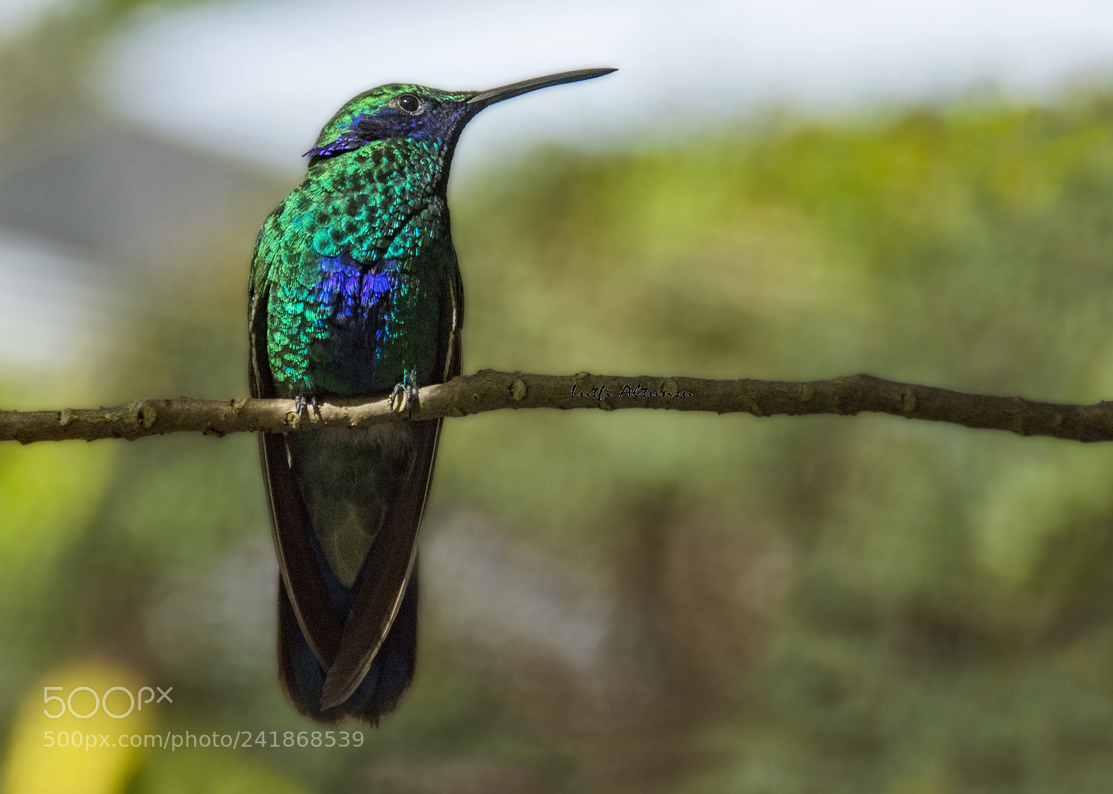 Nikon D7100 sample photo. Sparkling violetear hummingbird ye photography