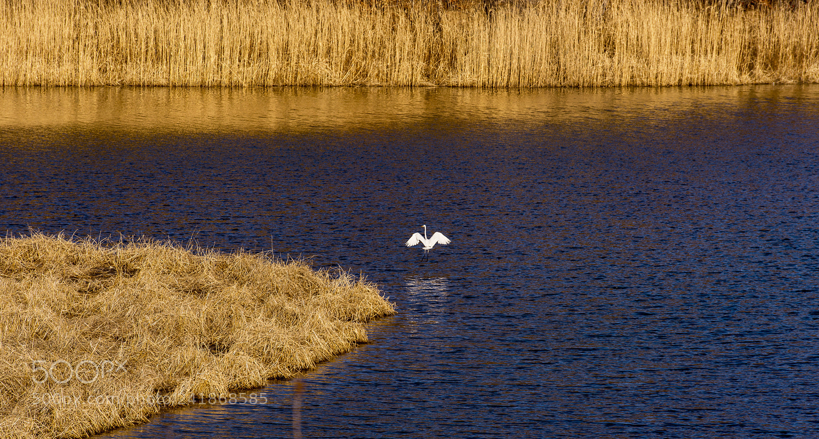 Nikon D800E sample photo. Solitary crane photography