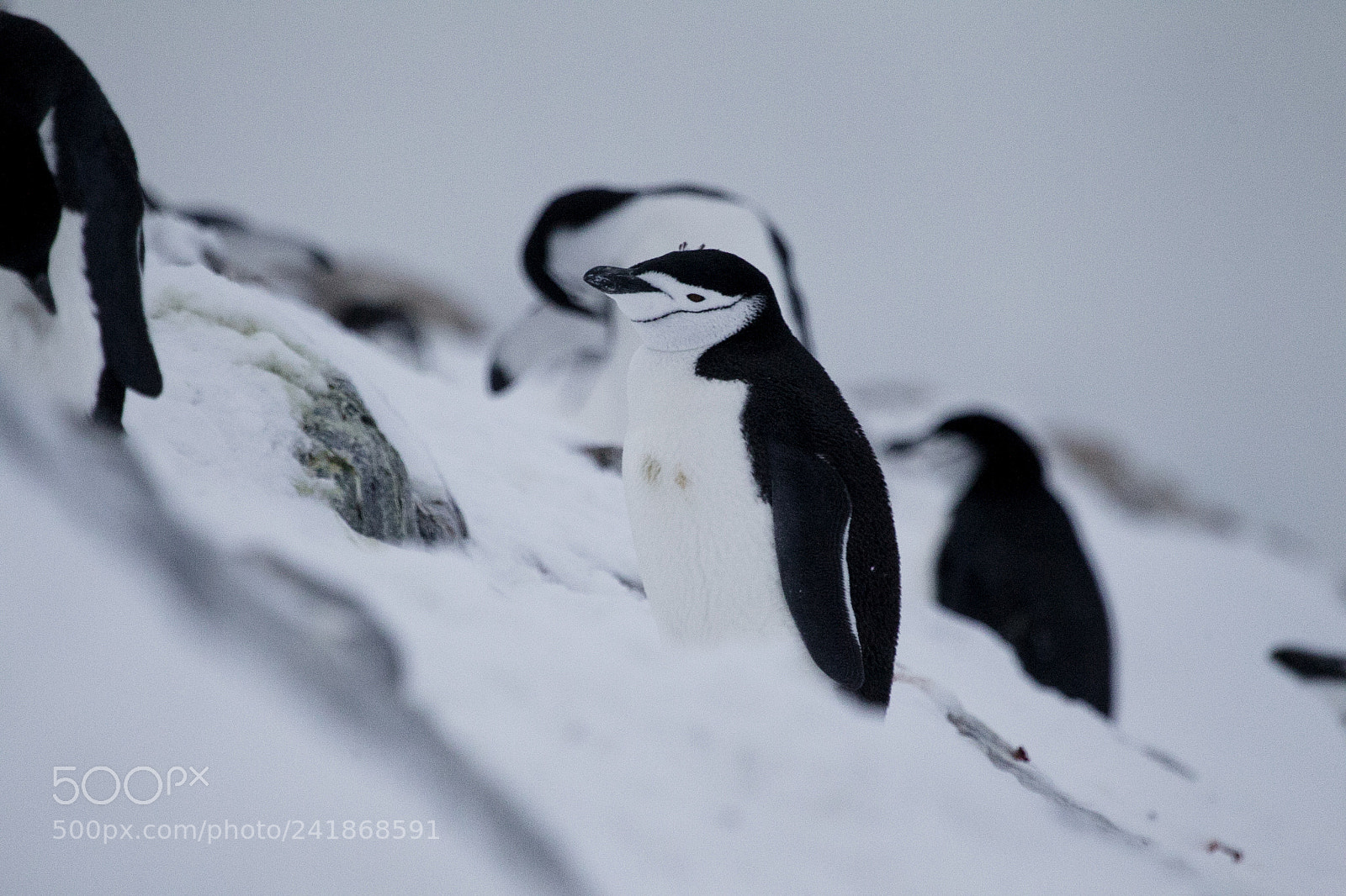 Canon EOS-1D Mark IV sample photo. Pinguino barbijo photography