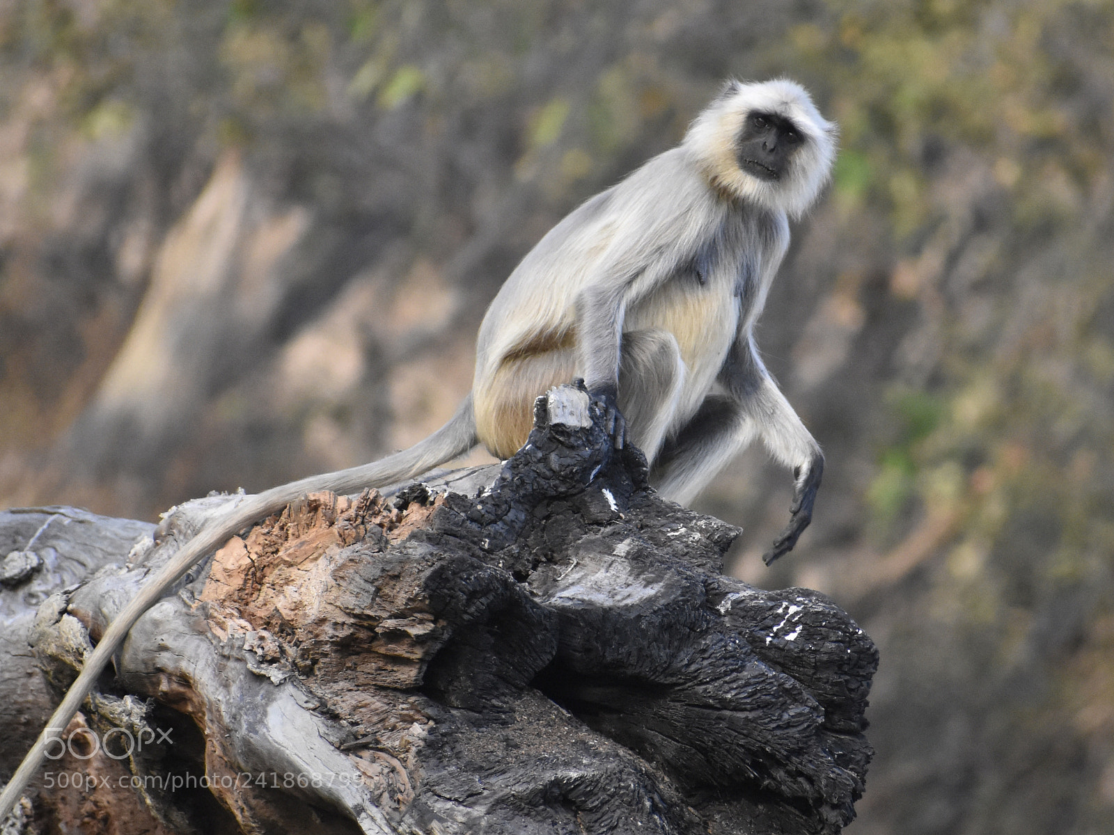 Nikon D3400 sample photo. Monkey photography