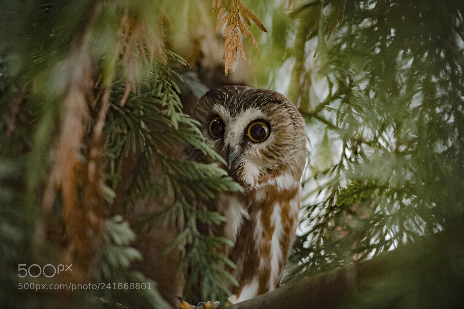 Nikon D5 sample photo. Little owl photography