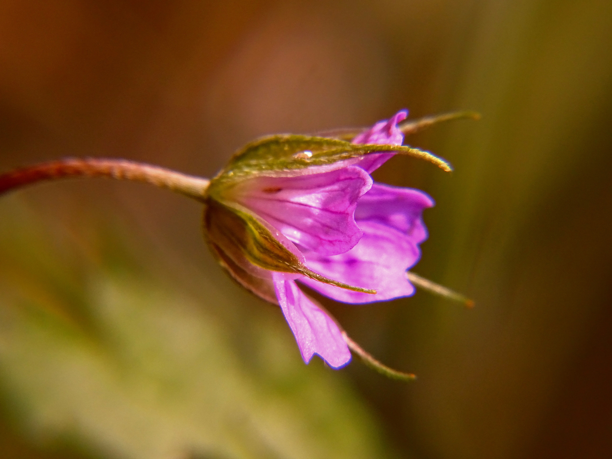 Sony Cyber-shot DSC-HX400V + Minolta AF 80-200mm F2.8 HS-APO G sample photo. 6_2018.jpg photography