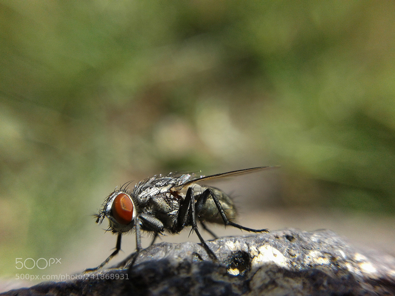 Samsung Galaxy Core Prime sample photo. Buzzzzz... photography