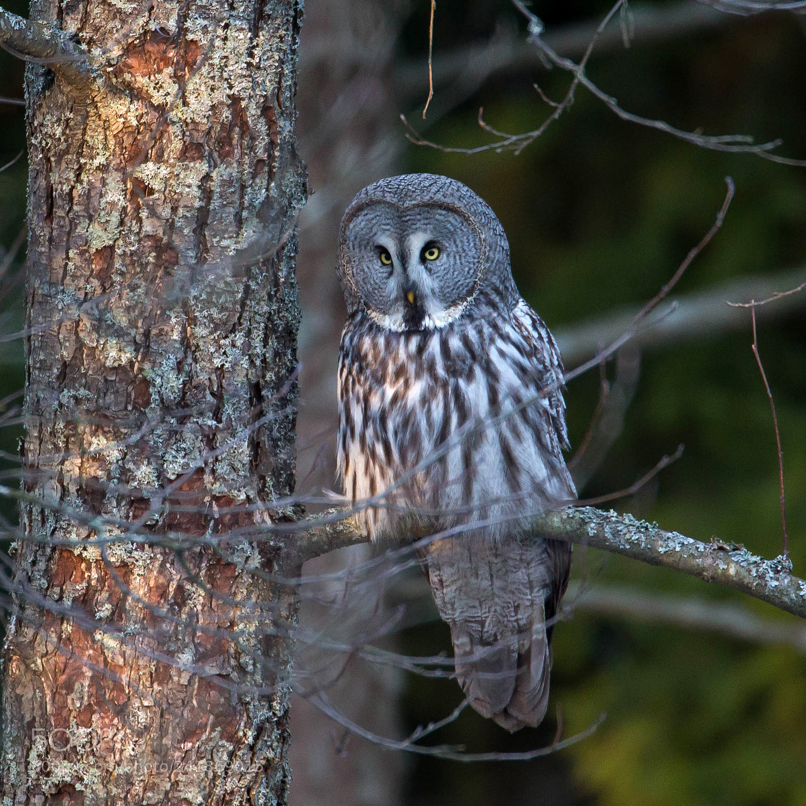 Canon EOS-1D X sample photo. Great grey owl photography