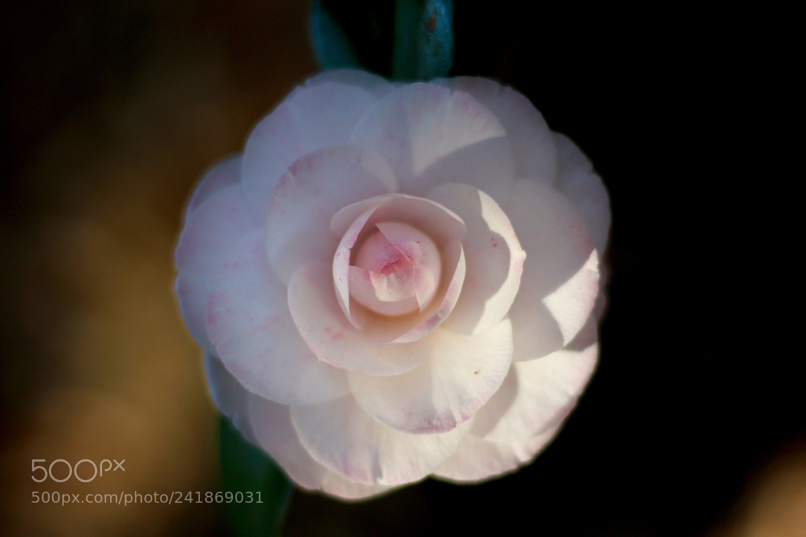 Canon EOS 100D (EOS Rebel SL1 / EOS Kiss X7) sample photo. Camellia photography