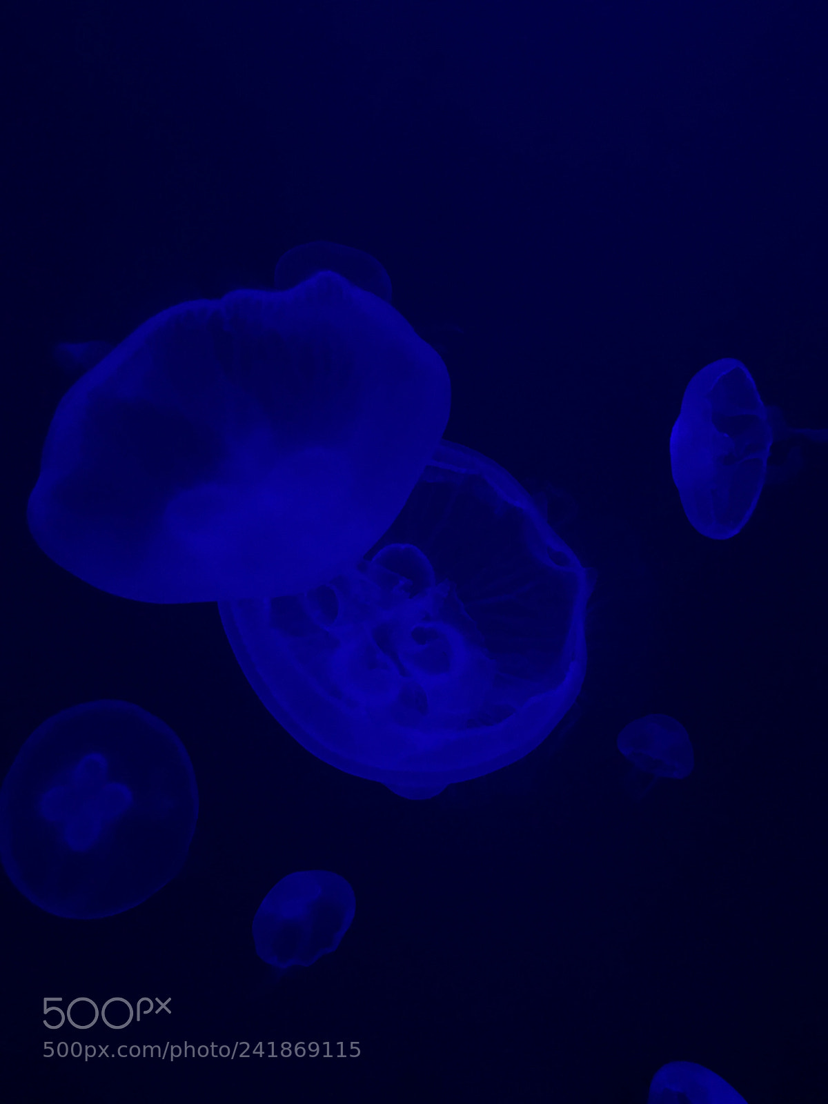 Apple iPhone 6 sample photo. Jellyfish. photography
