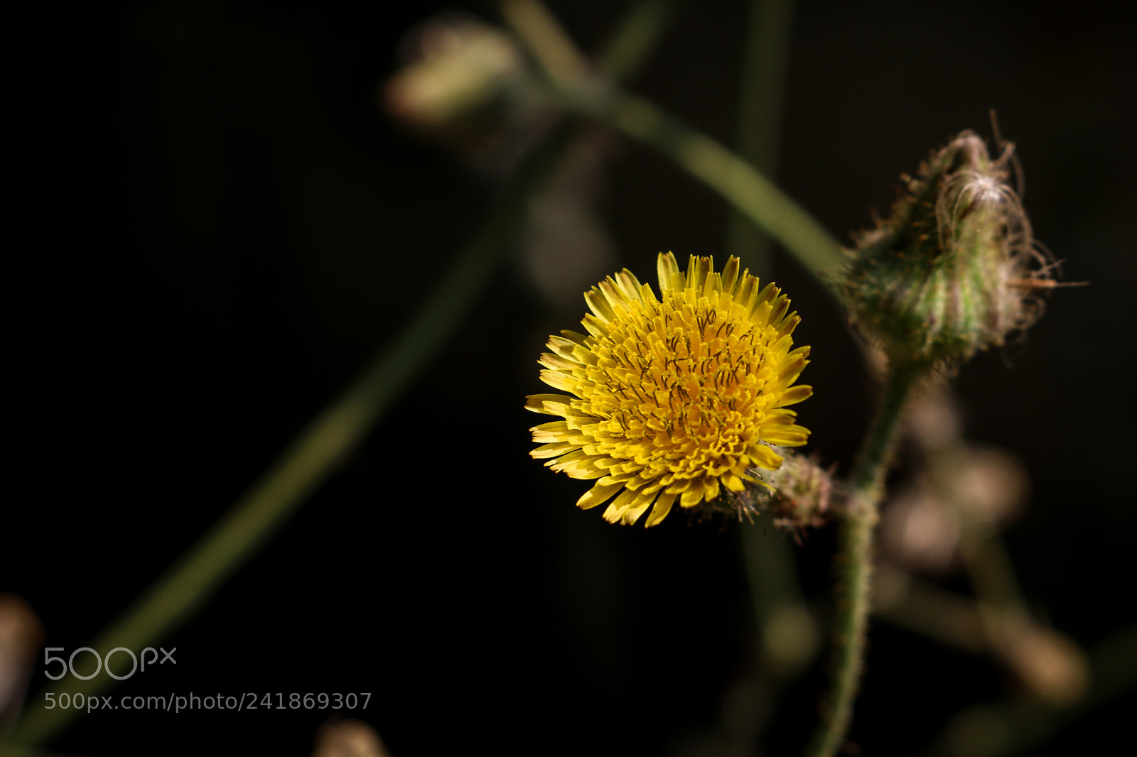Canon EOS 750D (EOS Rebel T6i / EOS Kiss X8i) sample photo. Yellow flower photography