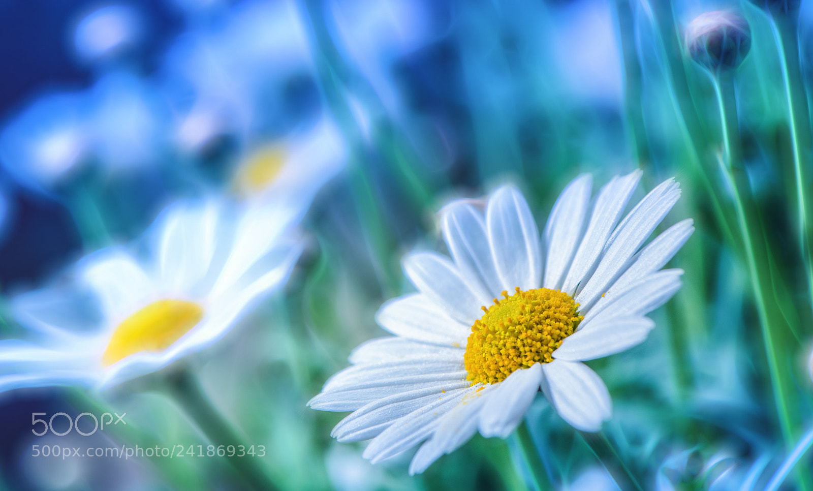 Nikon D810 sample photo. Spring exclusive beauty photography