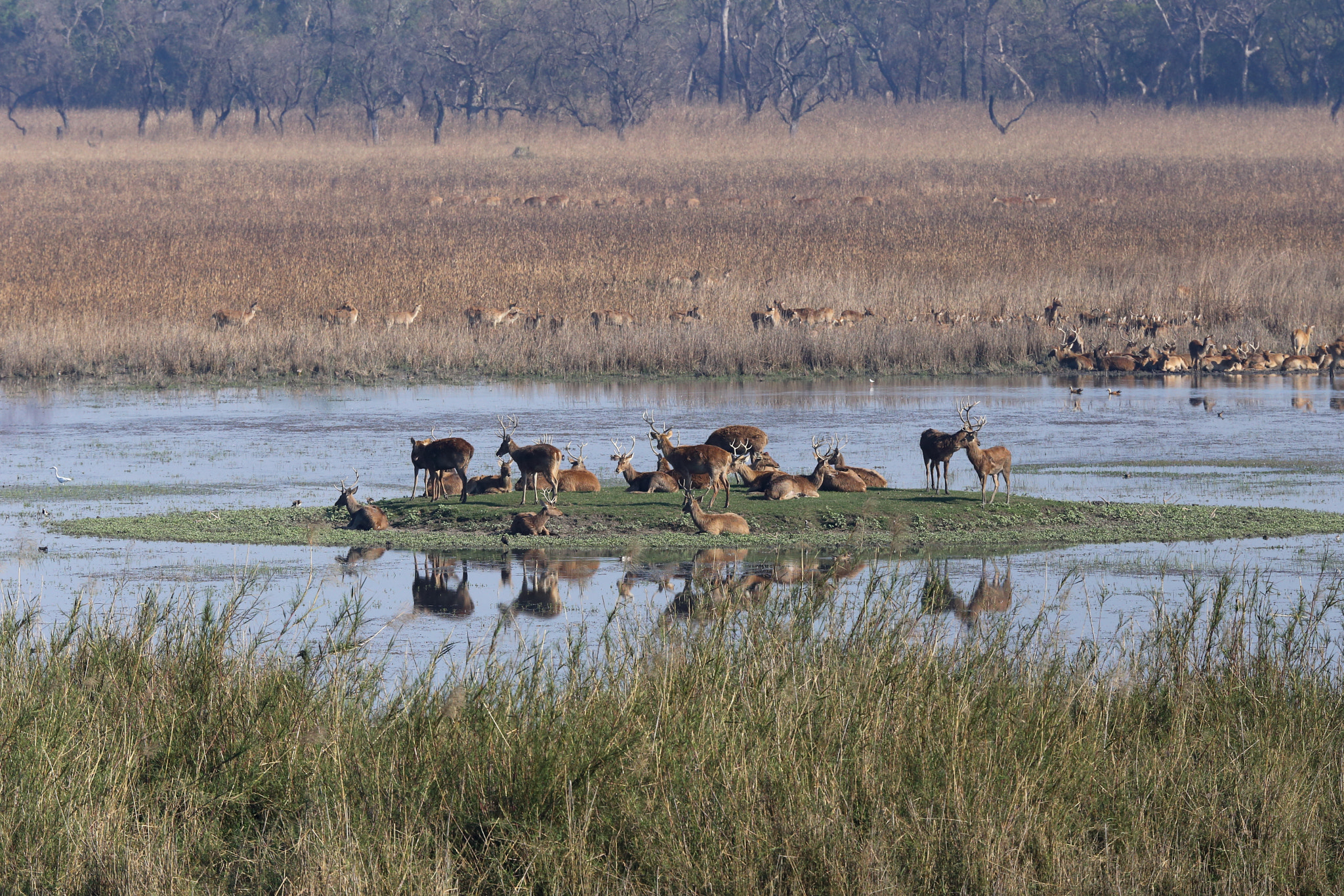 Canon EOS 6D + Canon EF 300mm F2.8L IS II USM sample photo. Img swamp deer at kishanpur wildlife sanctuary photography